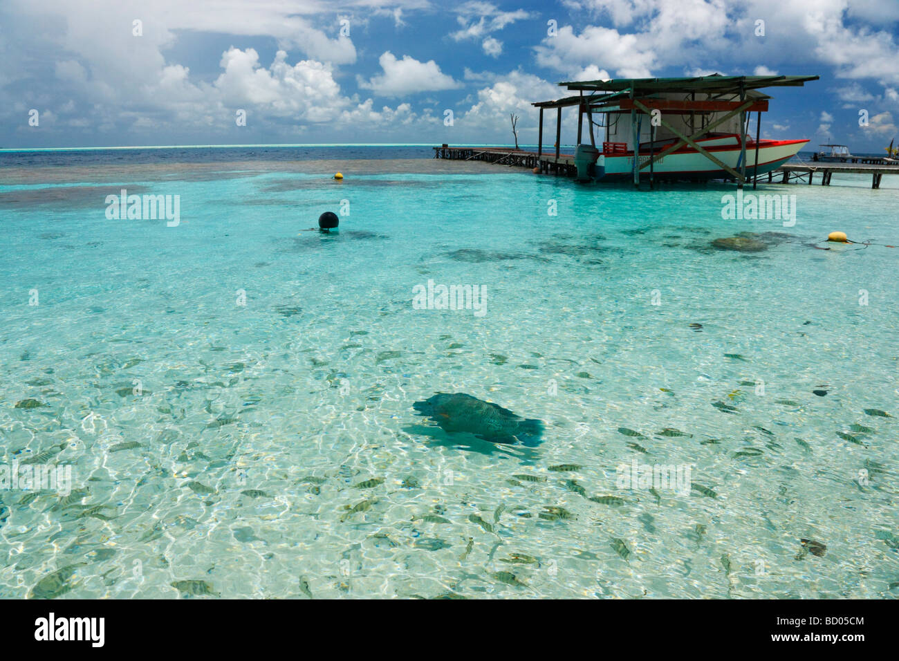 Humphead wrasse, Fakarava, Tuamotu Archipelago, French Polynesia Stock Photo
