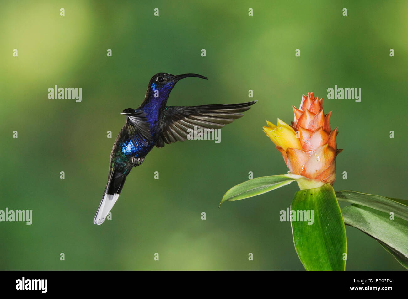 Violet Sabrewing Campylopterus hemileucurus male in flight feeding on