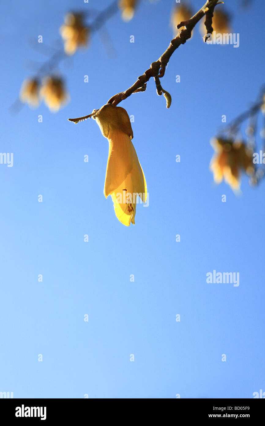 Yellow flowers new zealand native hires stock photography and images