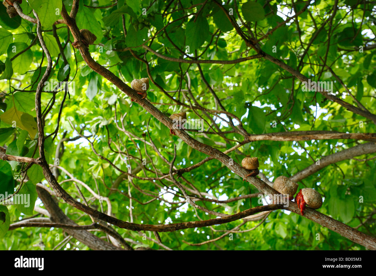 Strawberry land hermit crabs, Fakarava, Tuamotu Archipelago, French Polynesia Stock Photo