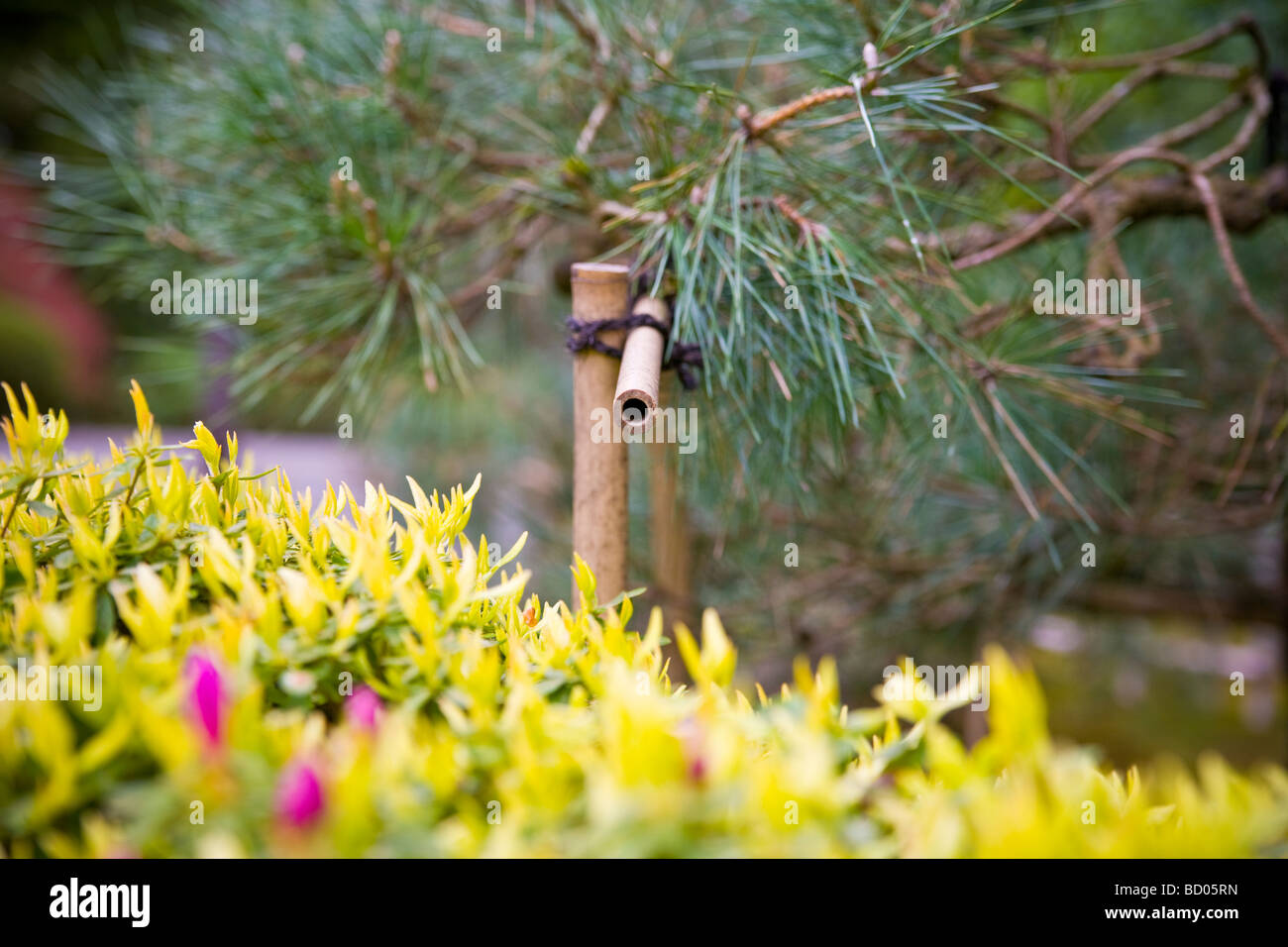 Bamboo shoot amidst trees and plants in the Japanese Garden Oregon