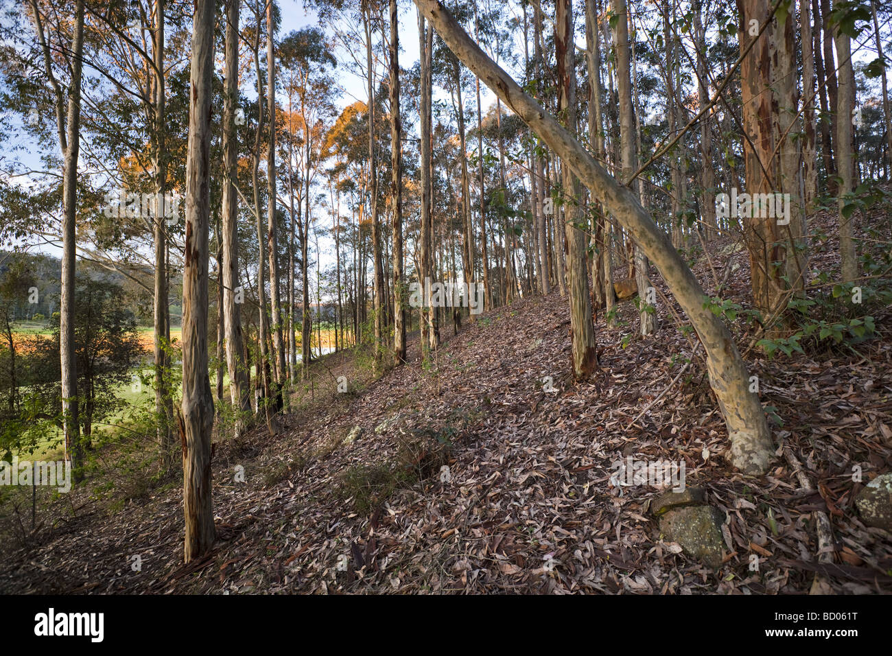 Bow down hires stock photography and images Alamy