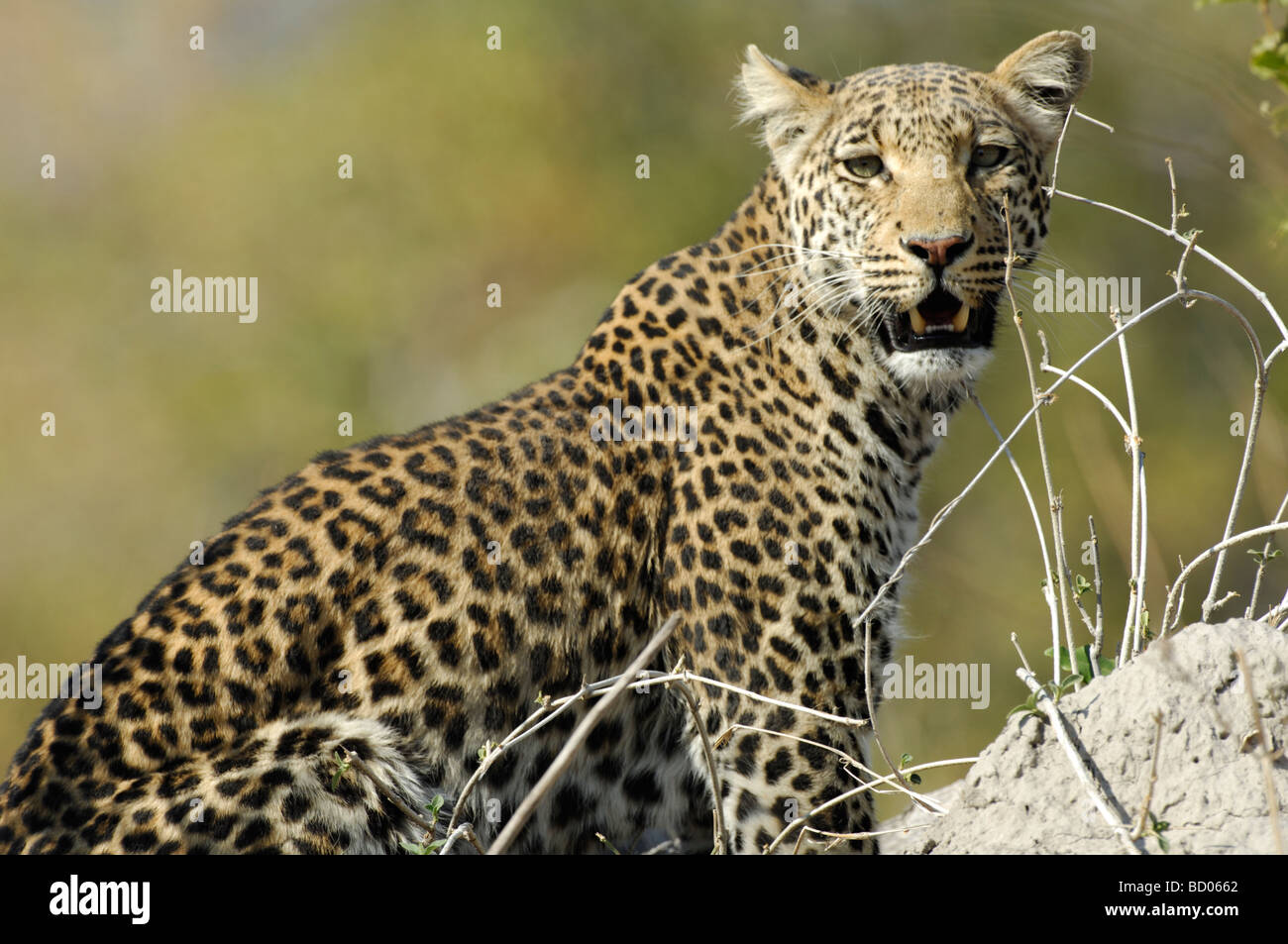 Stock photo closeup of a leopard sitting on a termite mound, Linyanti, Botswana, 2007. Stock Photo