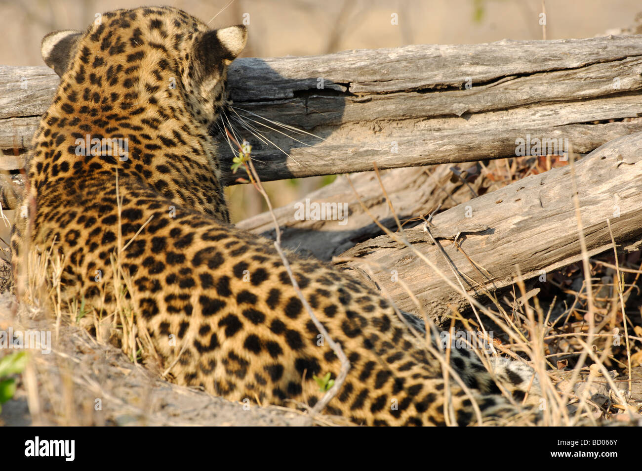 Stock photo of a leopard peering over a log, Linyanti, Botswana, 2007. Stock Photo