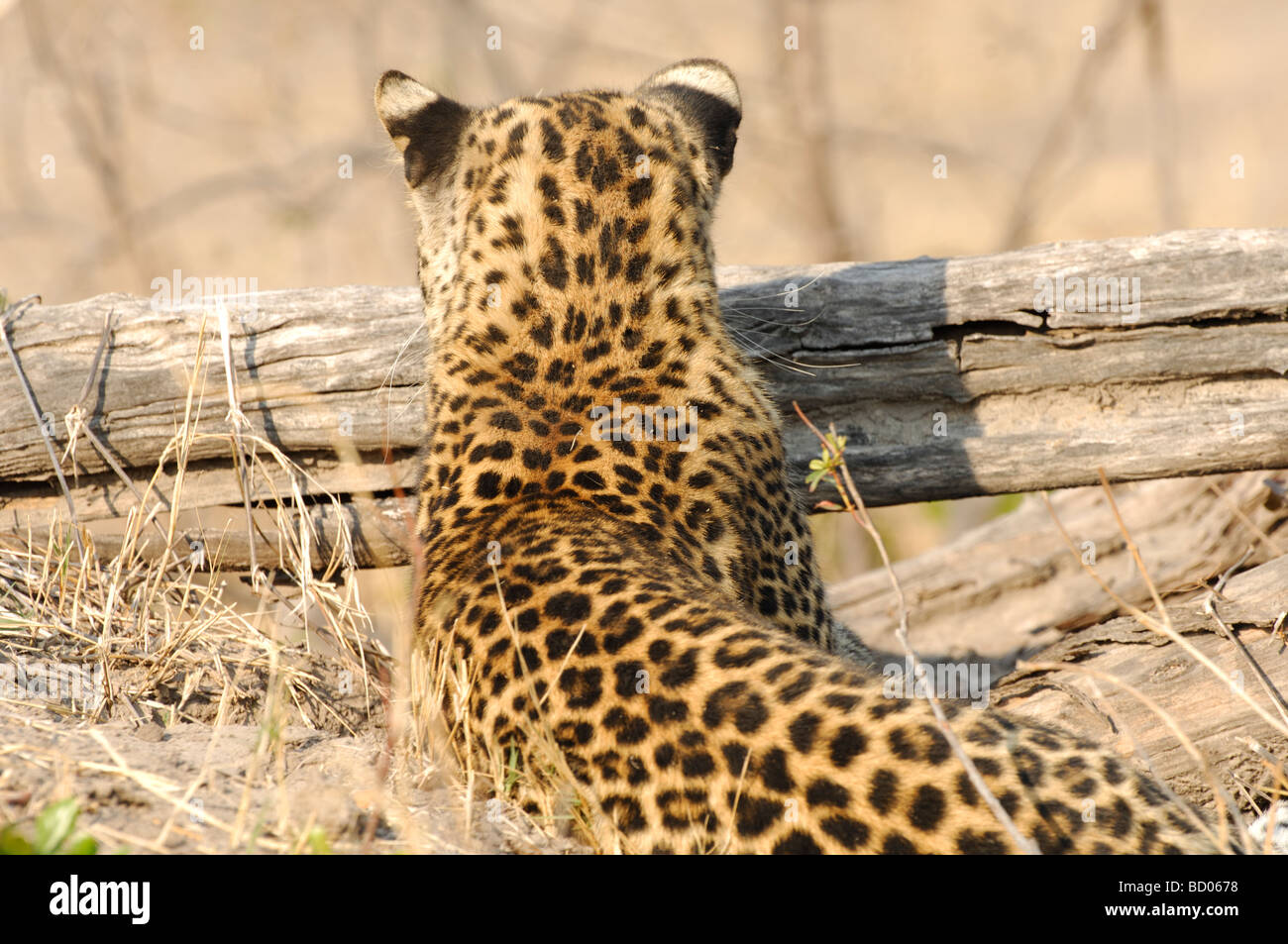 Stock photo of a leopard peering over a log, Linyanti, Botswana, 2007. Stock Photo