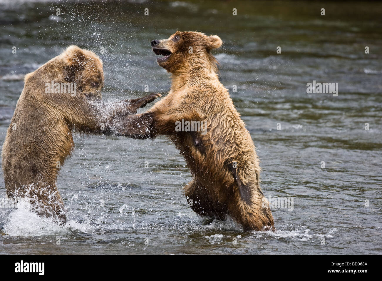 Two Brown Bears (Grizzly Bears) (Ursus arctos) fight in the Brooks River of Katmai National Park, Alaska. Stock Photo