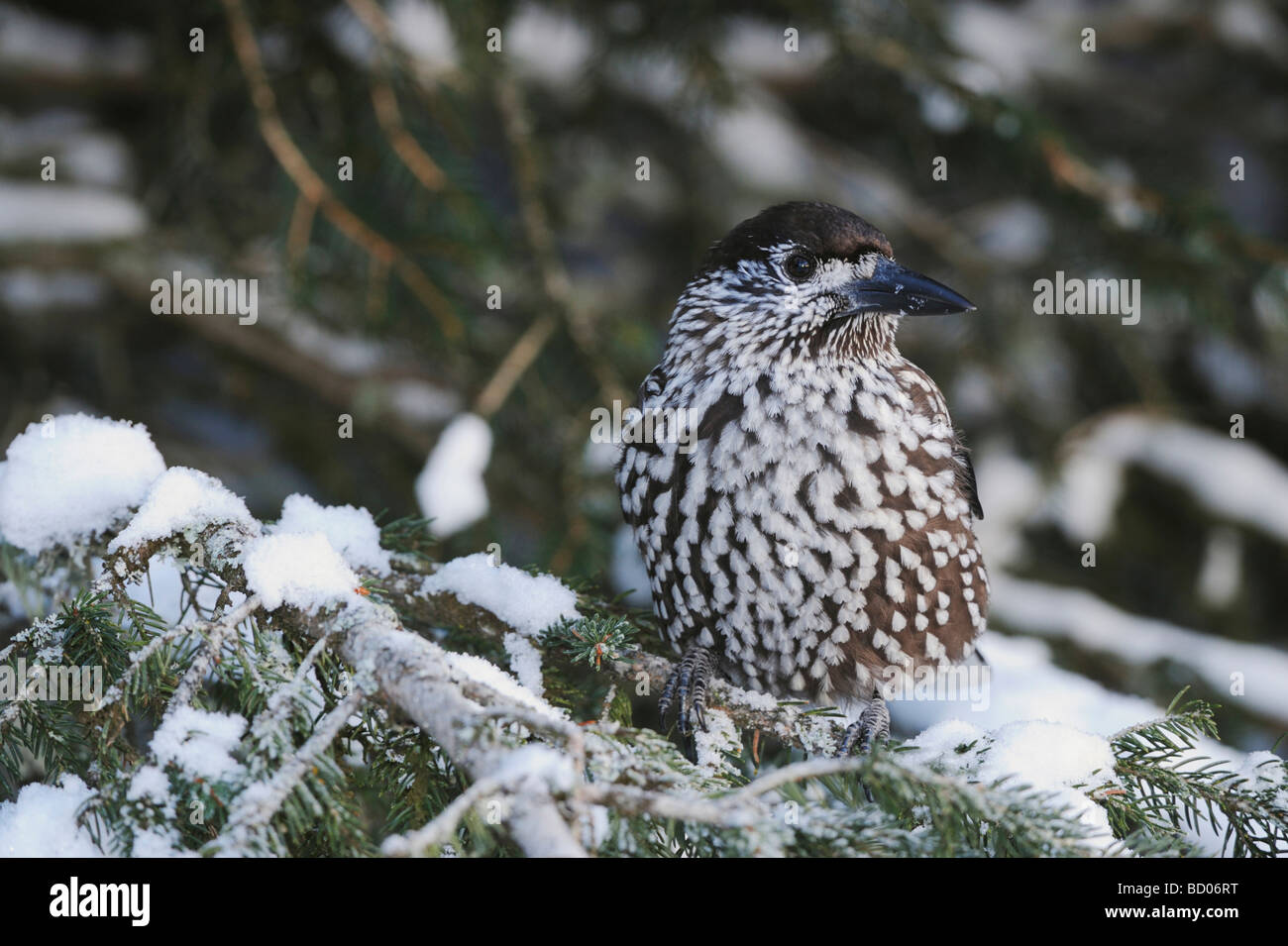 Spotted Nutcracker Nucifraga caryocatactes adult perched on Norway spruce ruffled by minus 15 Celsius Davos Switzerland Stock Photo