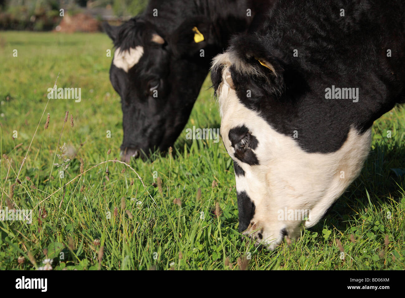 Cattle Grazing In A Green Grass Field Stock Photo - Alamy