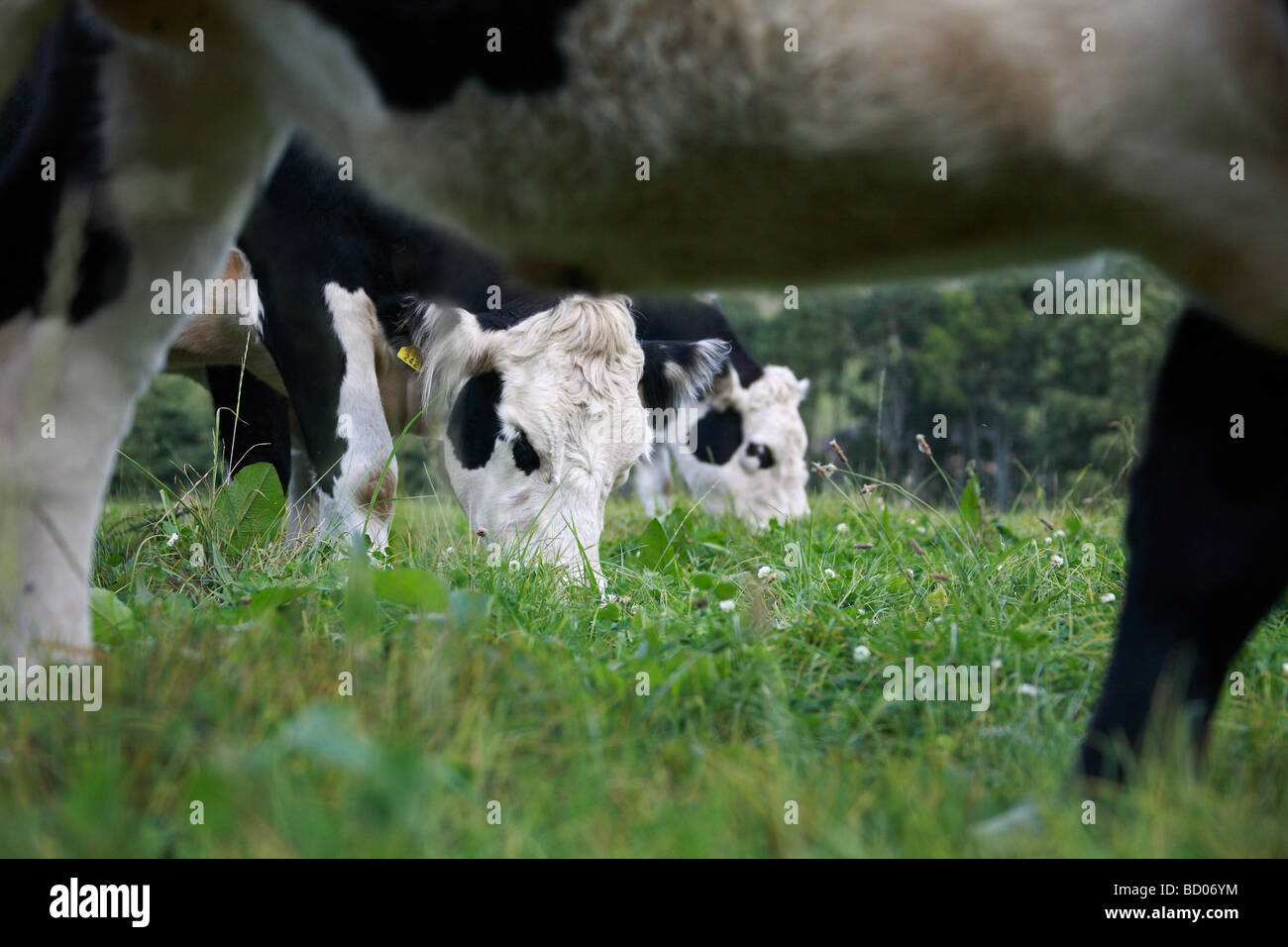 Cattle Grazing In A Green Grass Field Stock Photo - Alamy
