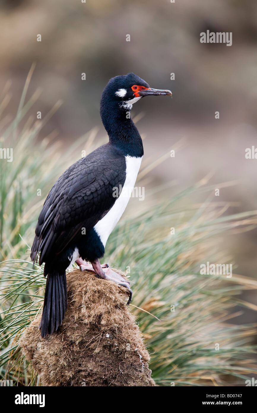 Rock Shag - adult Stock Photo - Alamy