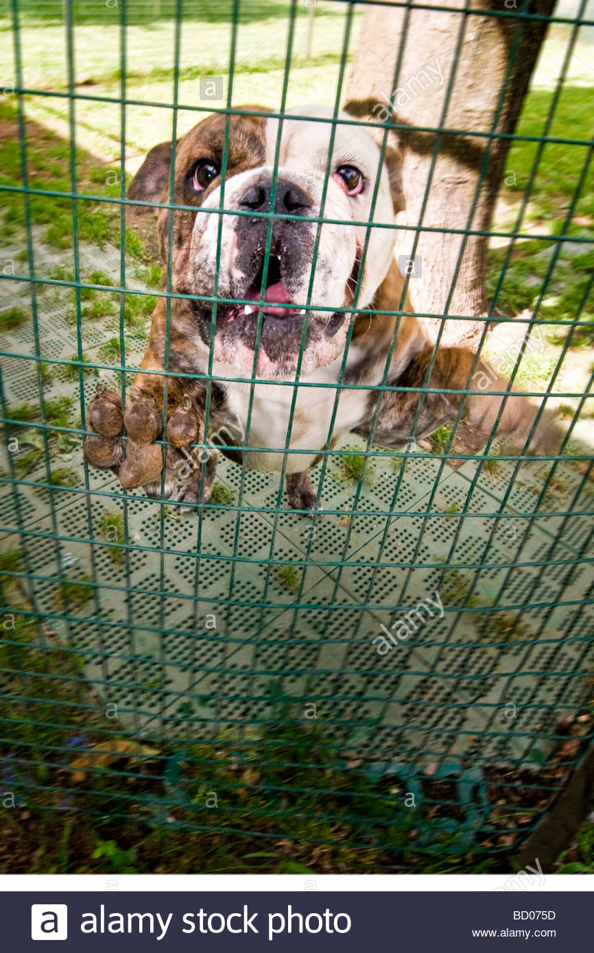 Dog And Cat Boarding High Resolution Stock Photography and Images Alamy