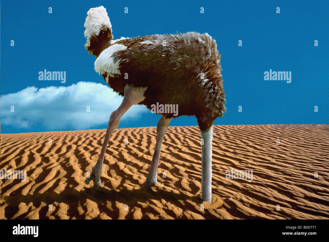 ostrich head in sand Stock Photo