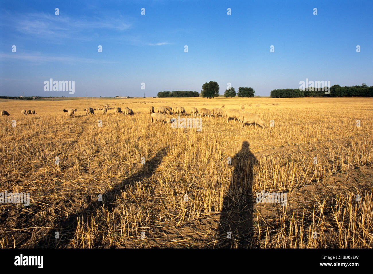 sheep in grain field, human shadow  with blue sky in background Stock Photo