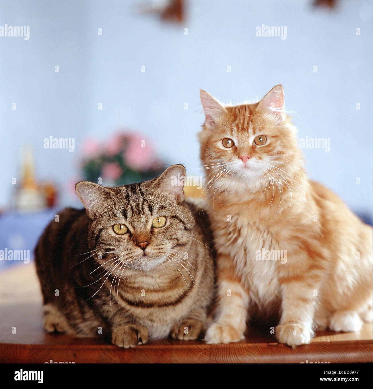 2 cats in the apartment Stock Photo Alamy