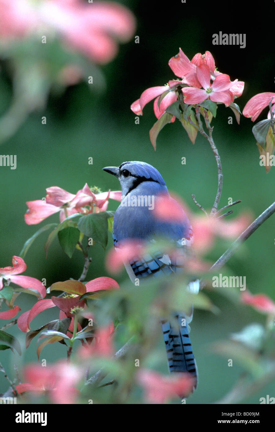 Spring Bird Blue Jay Cyanocitta Cristata On Blooming Pink Dogwood Tree Cornus Florida Midwest Usa Stock Photo Alamy