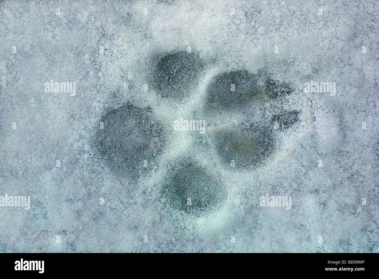 track of a dog Stock Photo Alamy