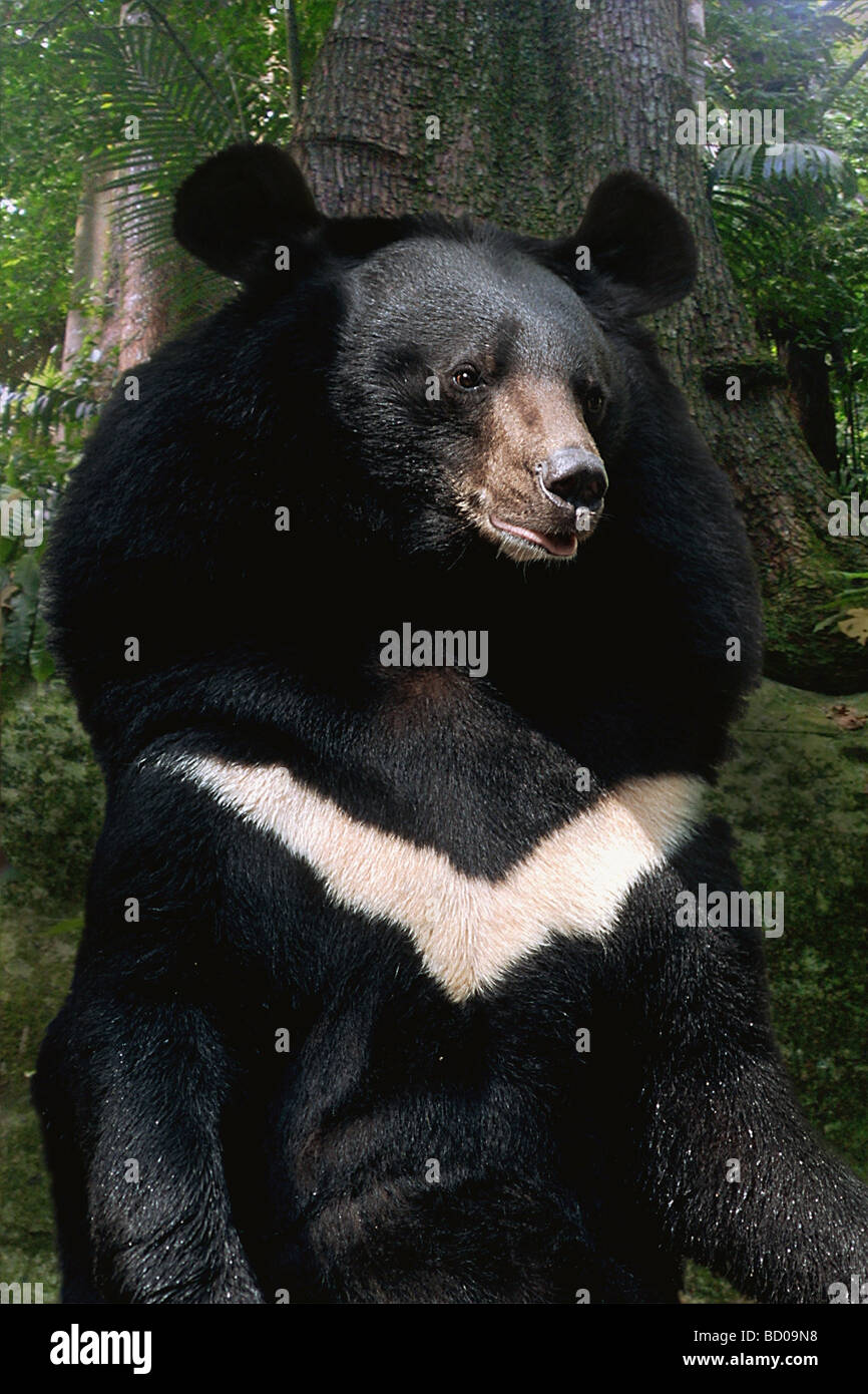 Ursus Thibetanus Asiatic Black Bear Himalayan B Tibetan B Stock
