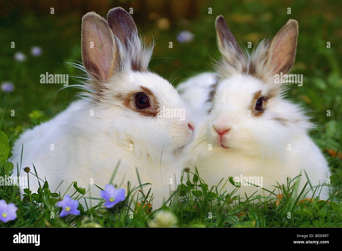 Dwarf Rabbit. Two animals on a flowering meadow Stock Photo - Alamy