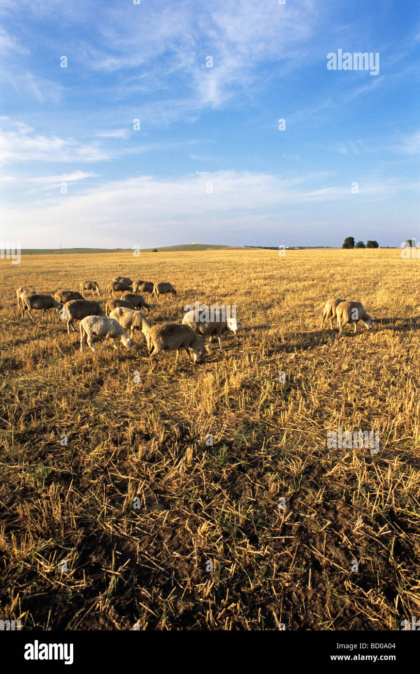 sheep in grain field with blue sky in background Stock Photo - Alamy