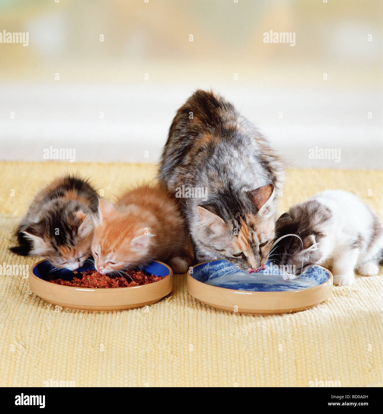 domestic cat with kitten with food Stock Photo Biology Diagrams
