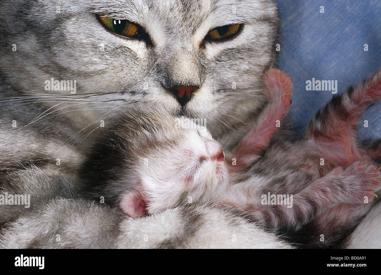 birth of a cat Stock Photo Alamy