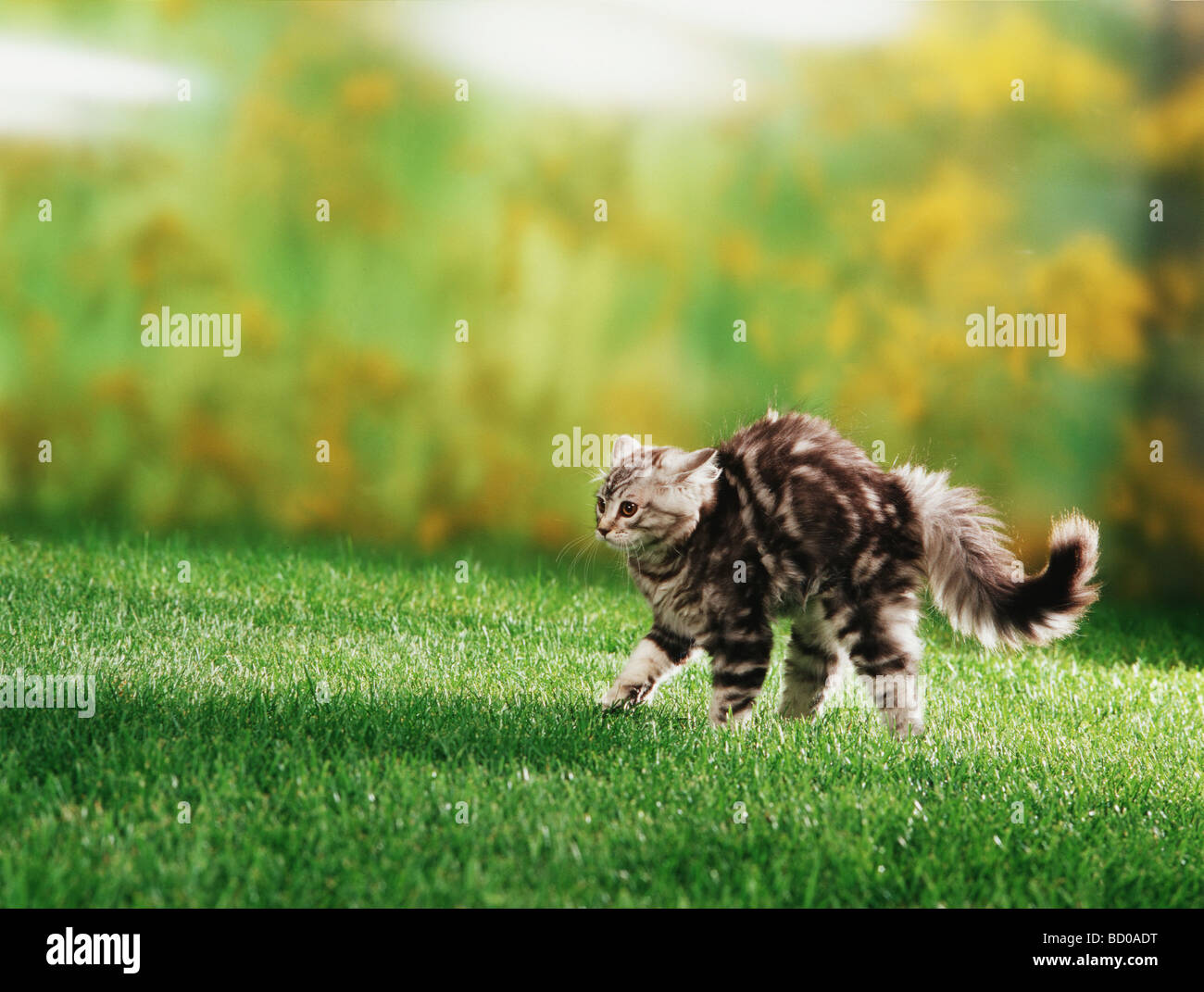 Domestic cat. Kitten (12 weeks old) arching its back and spitting Stock ...