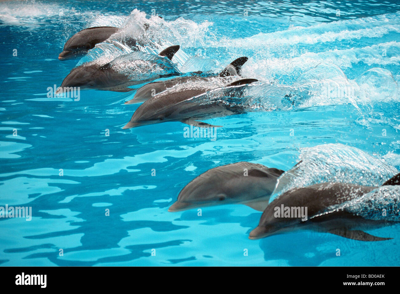 swimming bottlenosed dolphins / tursiops truncata Stock Photo