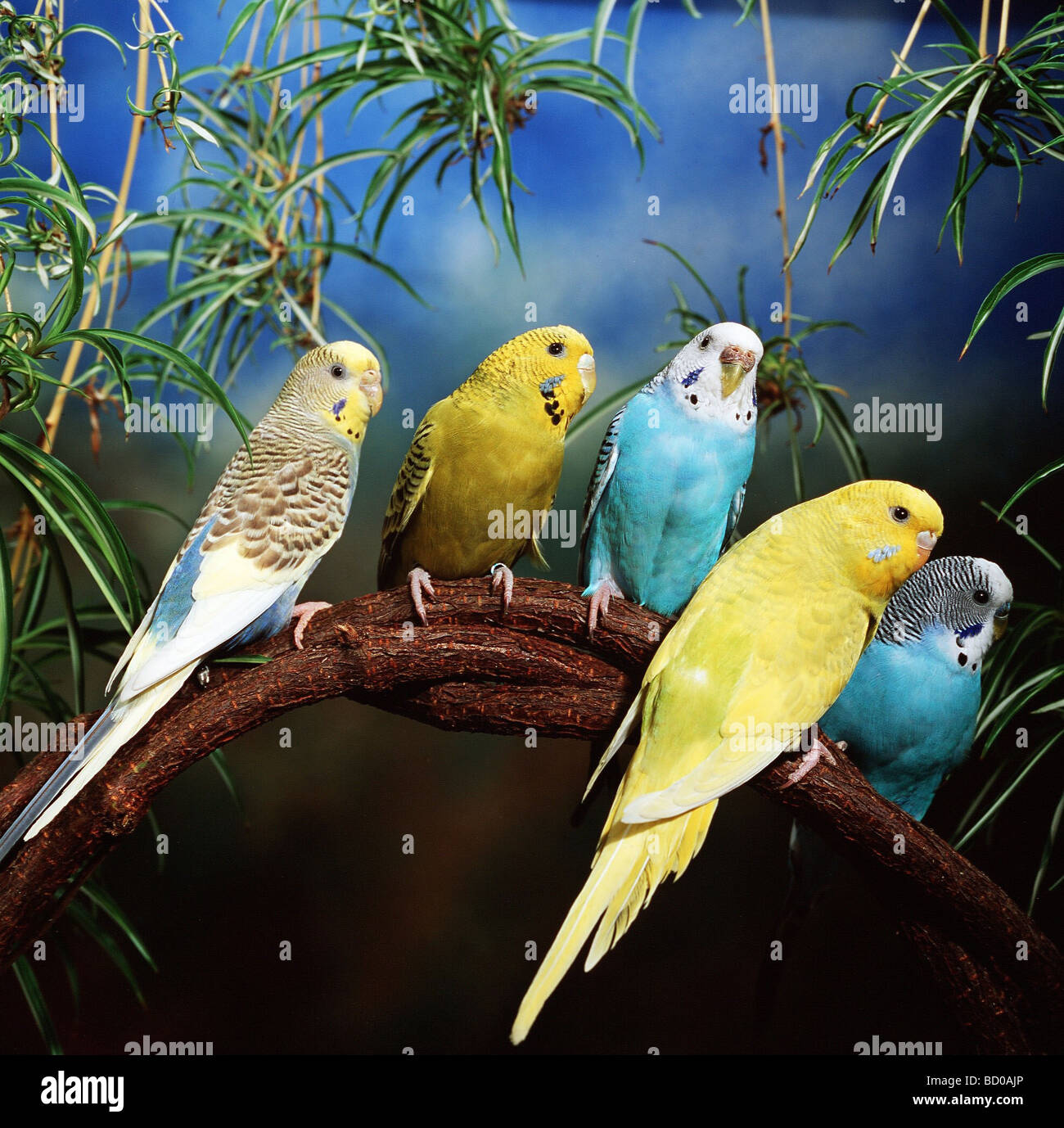 melopsittacus undulatus / budgerigar Stock Photo - Alamy