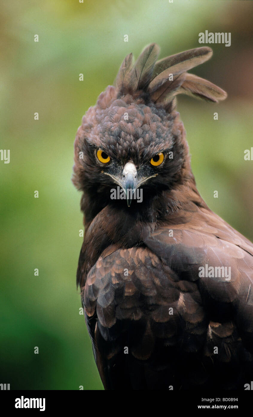 spizaetus occipitalis / long-crested eagle Stock Photo