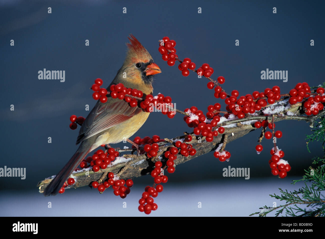 Female Cardinal on branch with bright red berries in winter Stock Photo