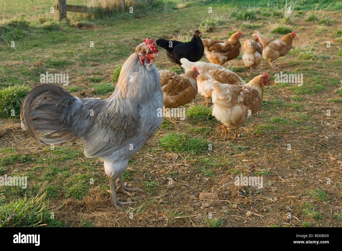 cockerel with hens Stock Photo