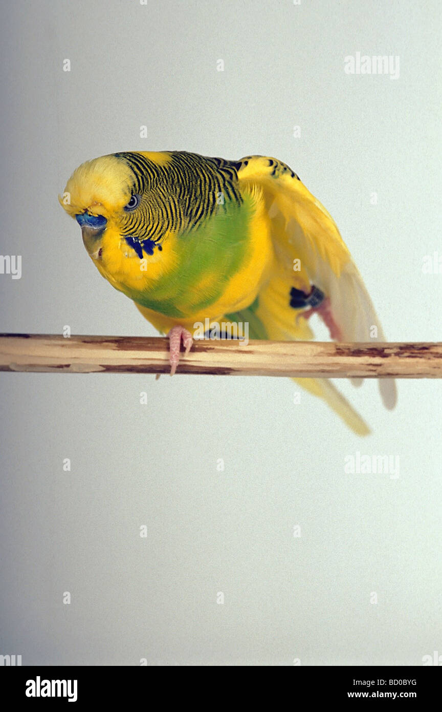 Budgie Budgerigar Shell Grass High Resolution Stock Photography and ...