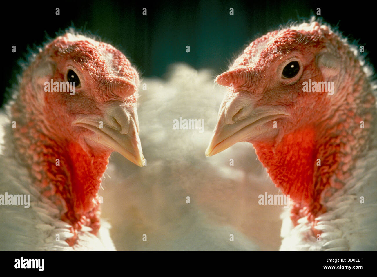 Two Nicholas breed domestic turkeys close up with eye contact looking