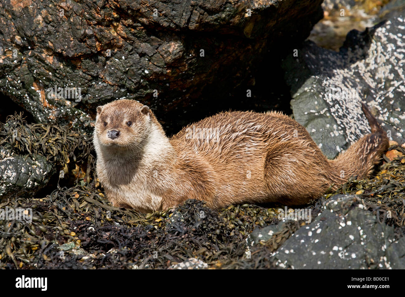 Spot an Otter in Shetland Islands: A Guide to Wildlife Viewing ...