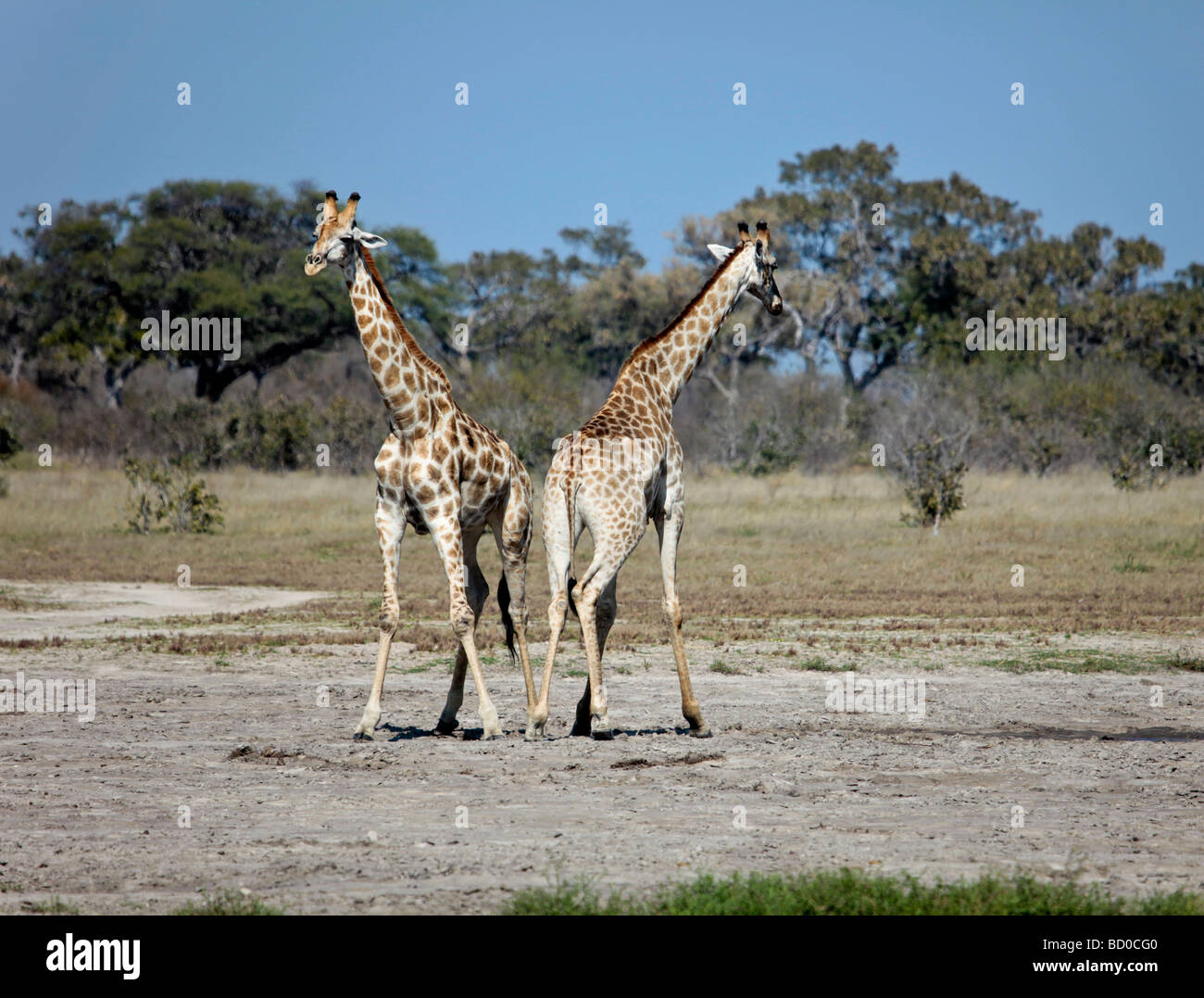 Two young male Giraffes about to start necking in the Savute/Savuti area of Chobe National Park in Botswana, southern Africa Stock Photo