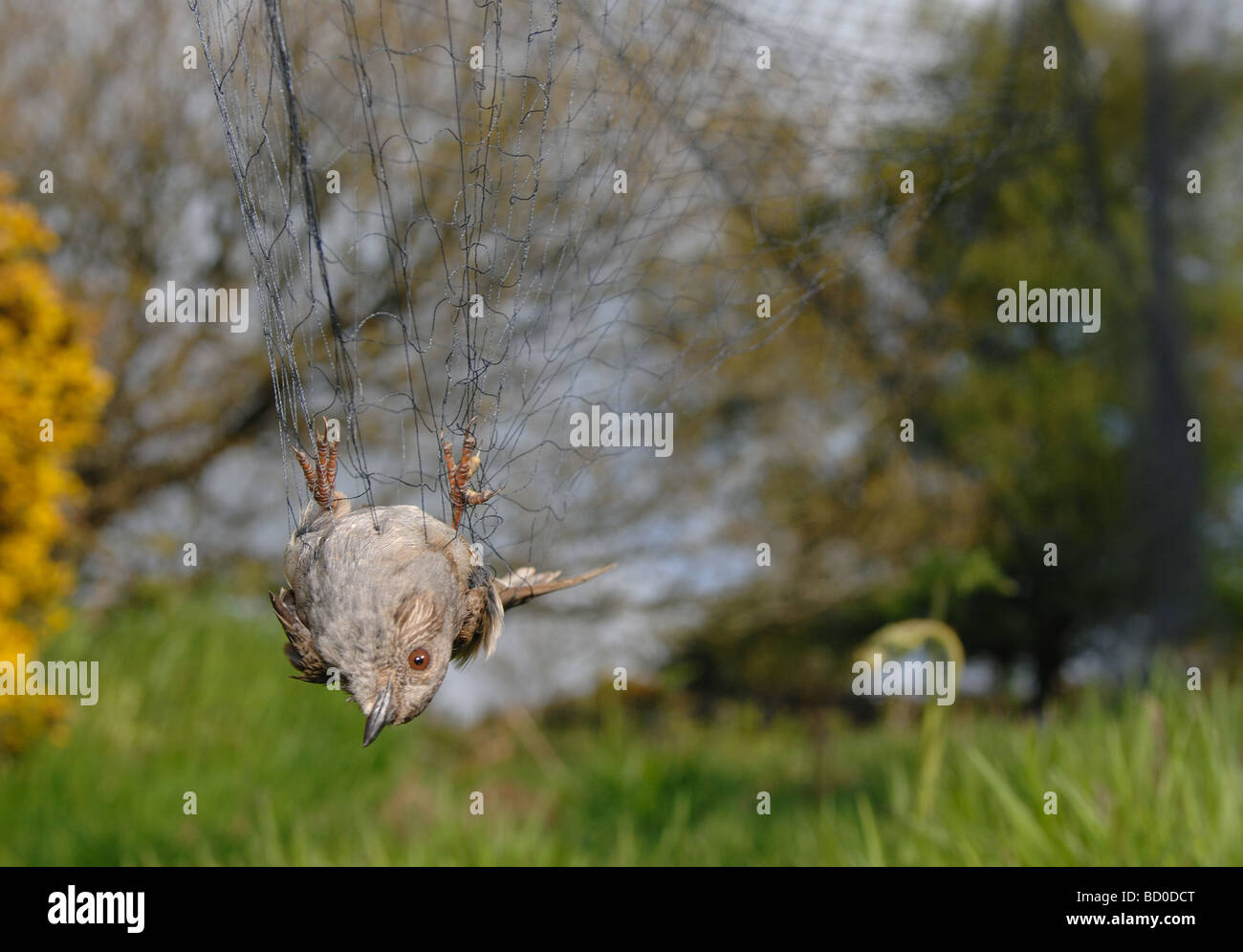 Dunnock caught in a mist net to be ringed by an ornithologist on Dartmoor devon england Prunella modularis or hedge accentor Stock Photo