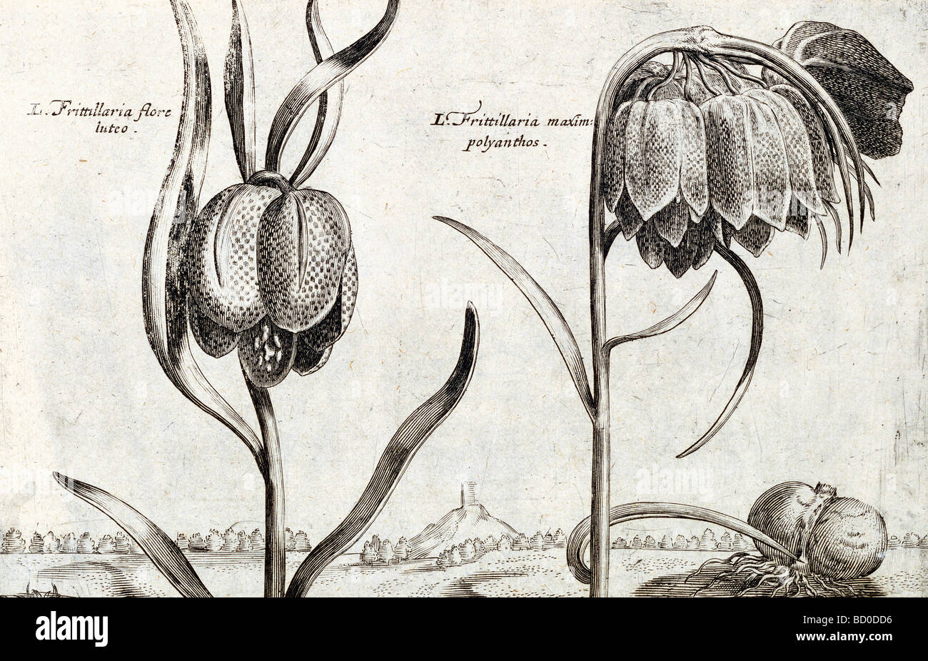 Frittillaria, from Jardin de Fleurs, by Crispijn van de Passe. Utrecht, Holland, 1615 Stock Photo