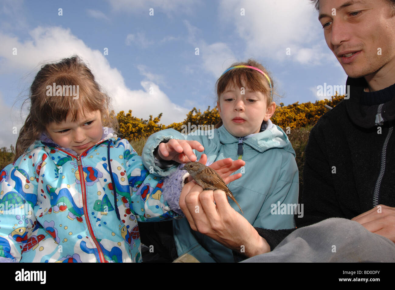 children looking at a Dunnock or hedge accentor Prunella modularis in hand caught by bird ringer Stock Photo