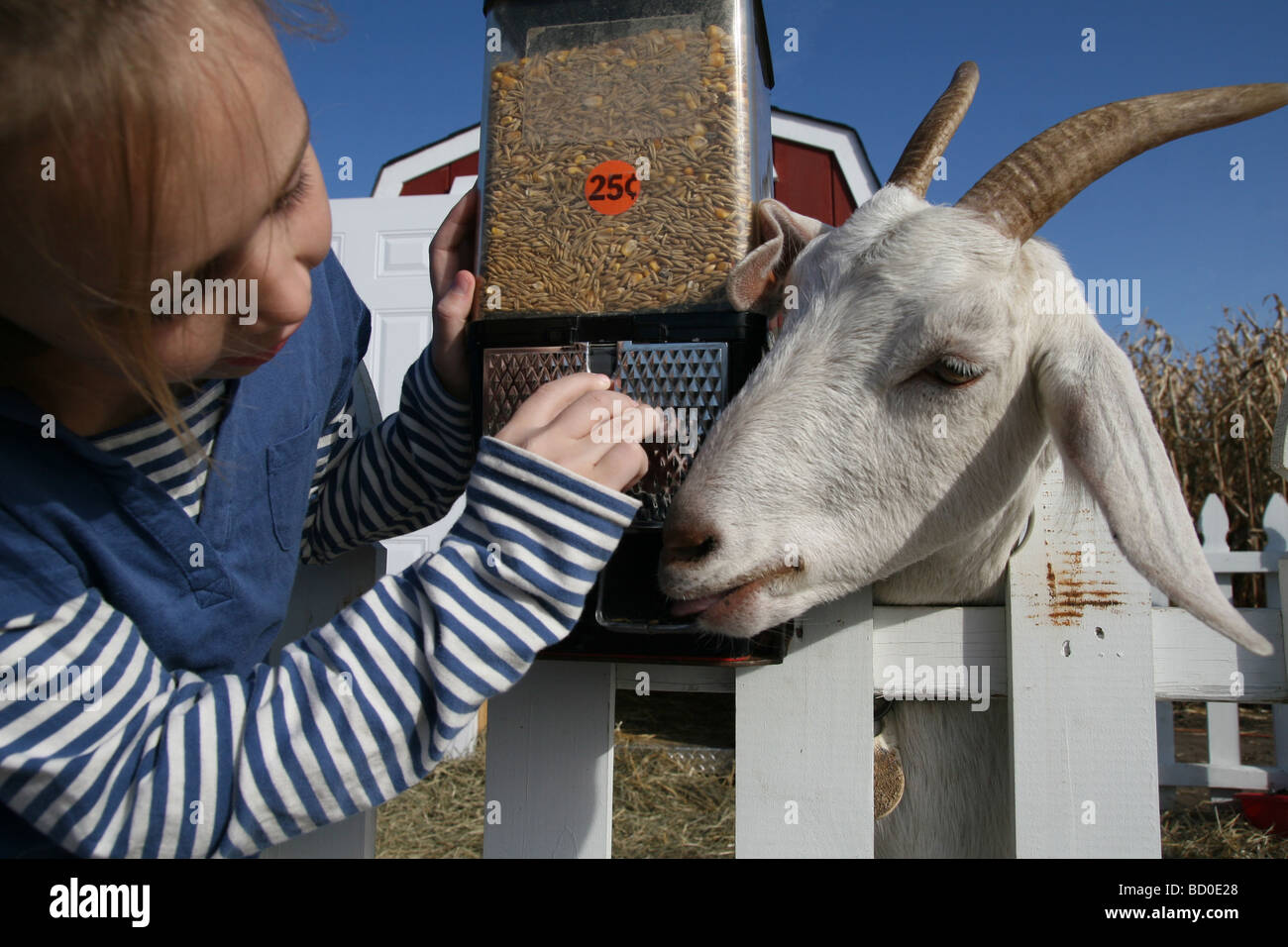 Young girl getting grain to feed goat, Shakopee, Minnesota Stock Photo Alamy