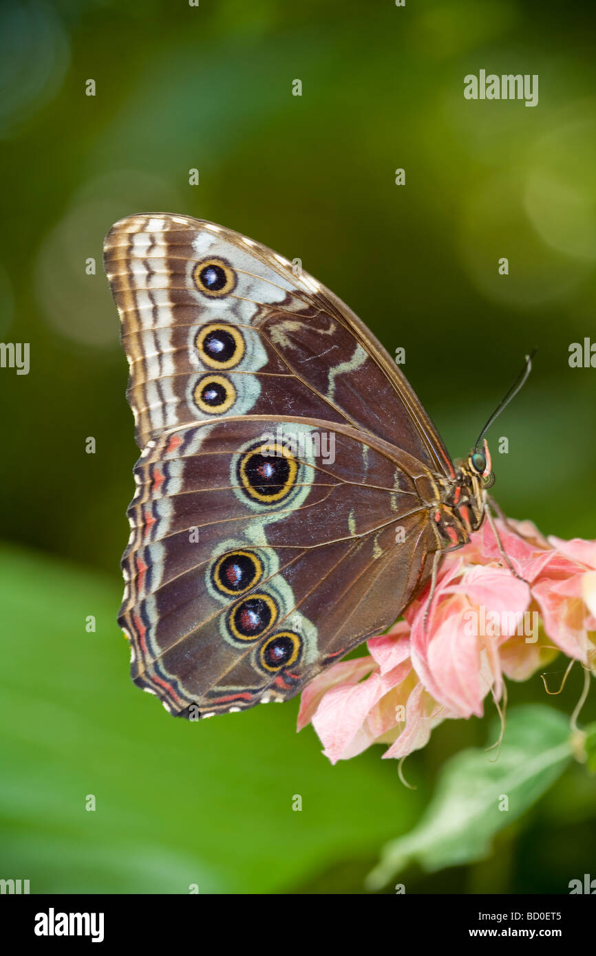 Giant Owl Butterfly (Caligo eurilochus) Central and South America Stock Photo