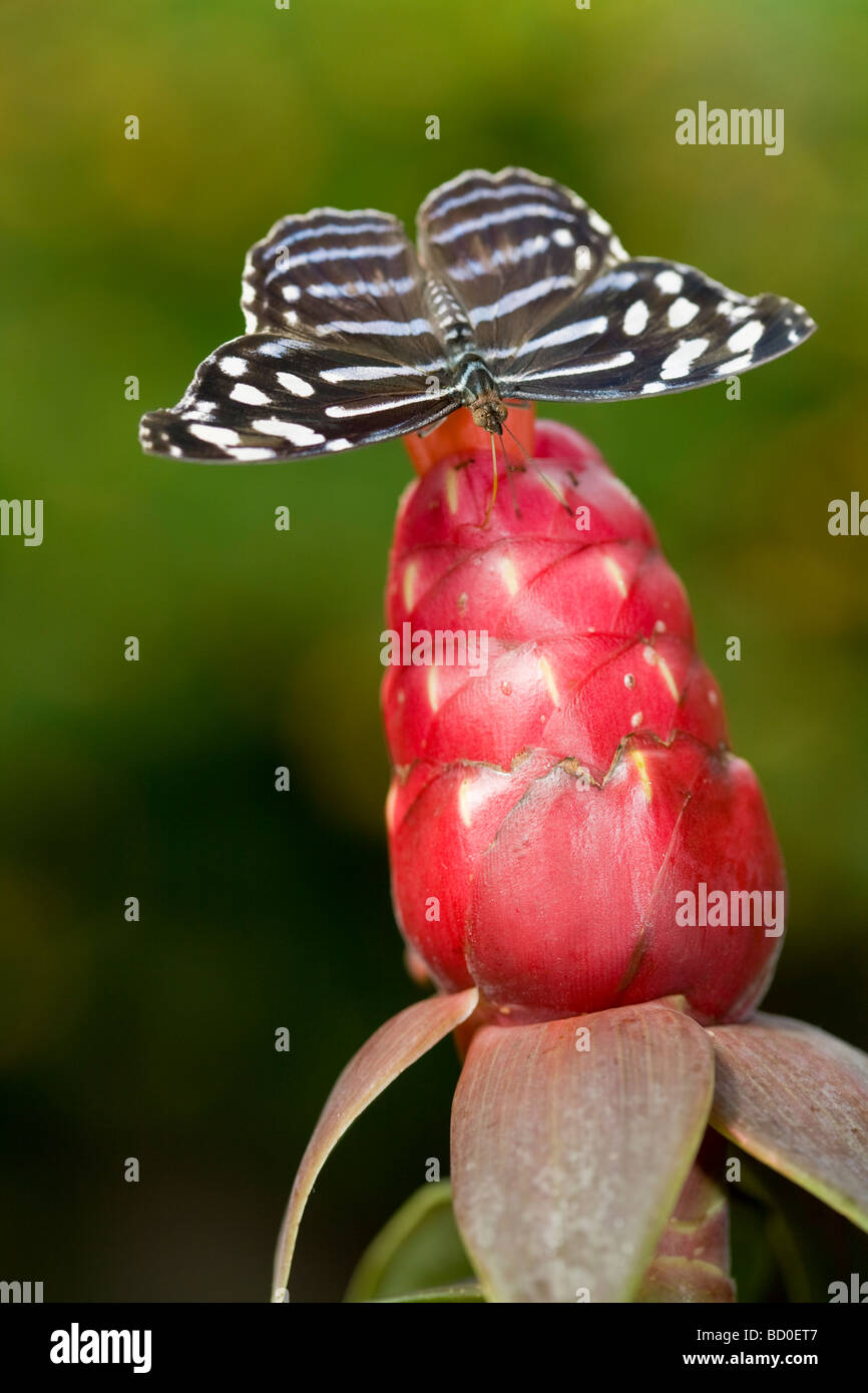 Tailed Jay (Graphium agamemnon) South East Asia Stock Photo