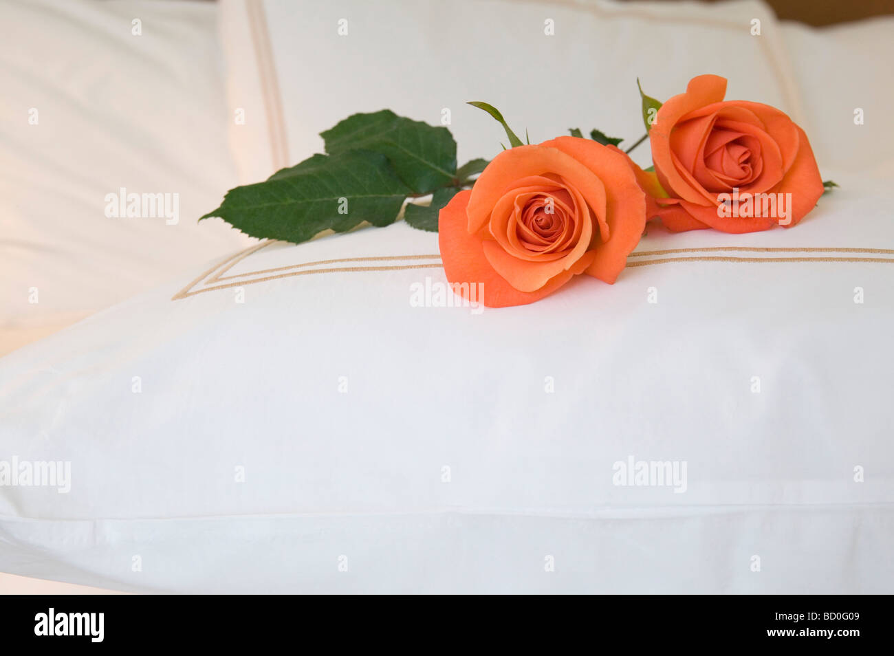 Rose Bed High Resolution Stock Photography and Images - Alamy