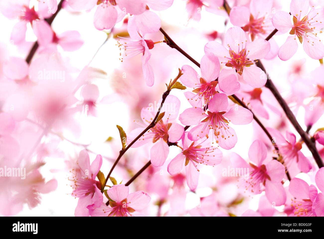 pink plum flower Stock Photo Alamy