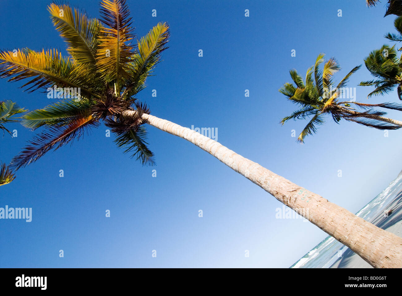 Palm trees on the island Isla de Margarita, Venezuela. Stock Photo