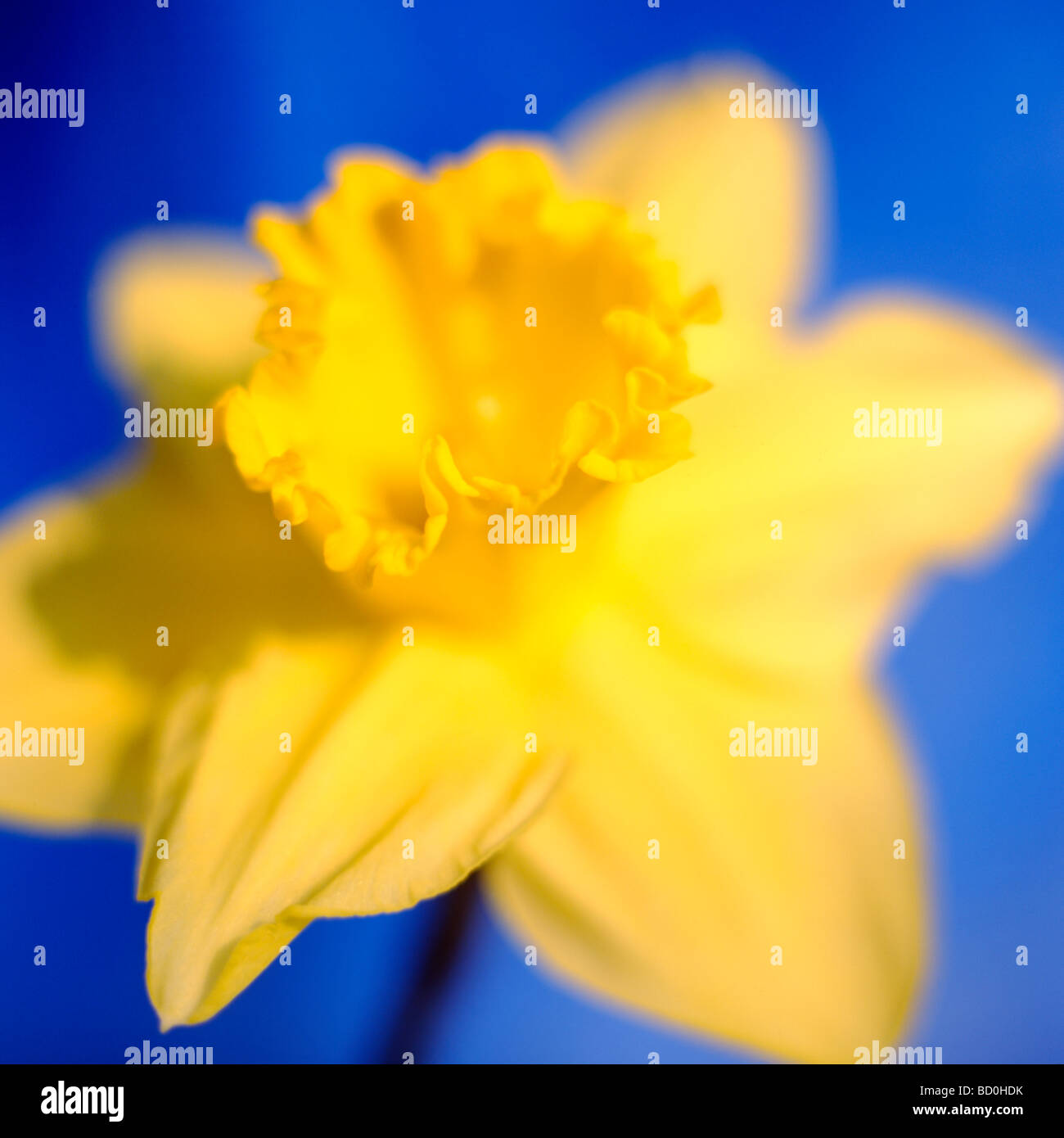 epitome of a springtime daffodil fine art photography Jane Ann Butler Photography JABP286 Stock Photo