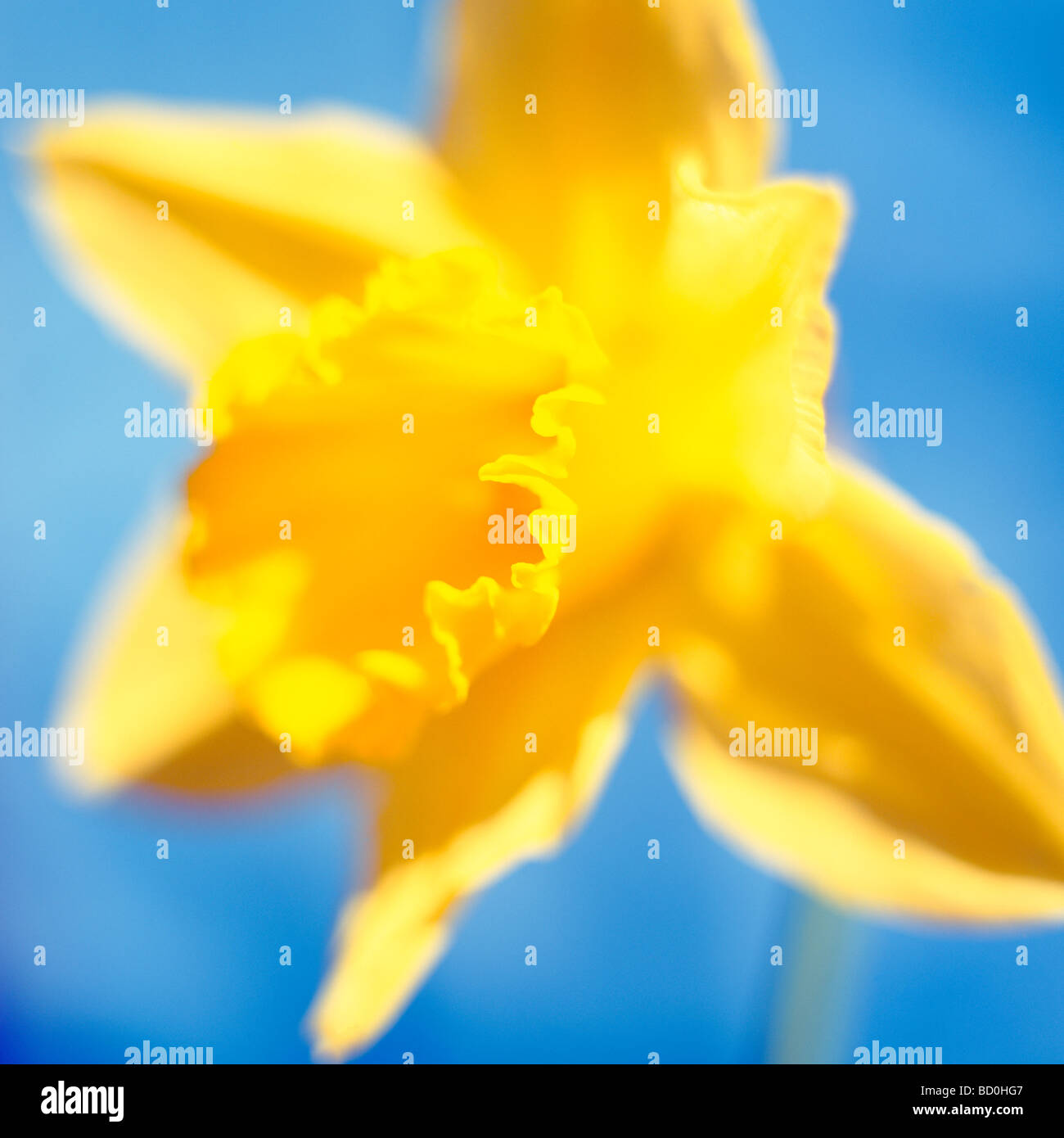 beautiful spring daffodil the epitome of spring fine art photography Jane Ann Butler Photography JABP290 Stock Photo
