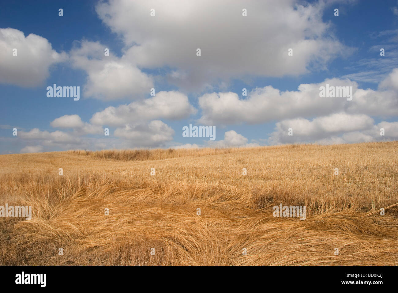 Ancient open prairie grasslands of North Dakota. Grasses cover much of