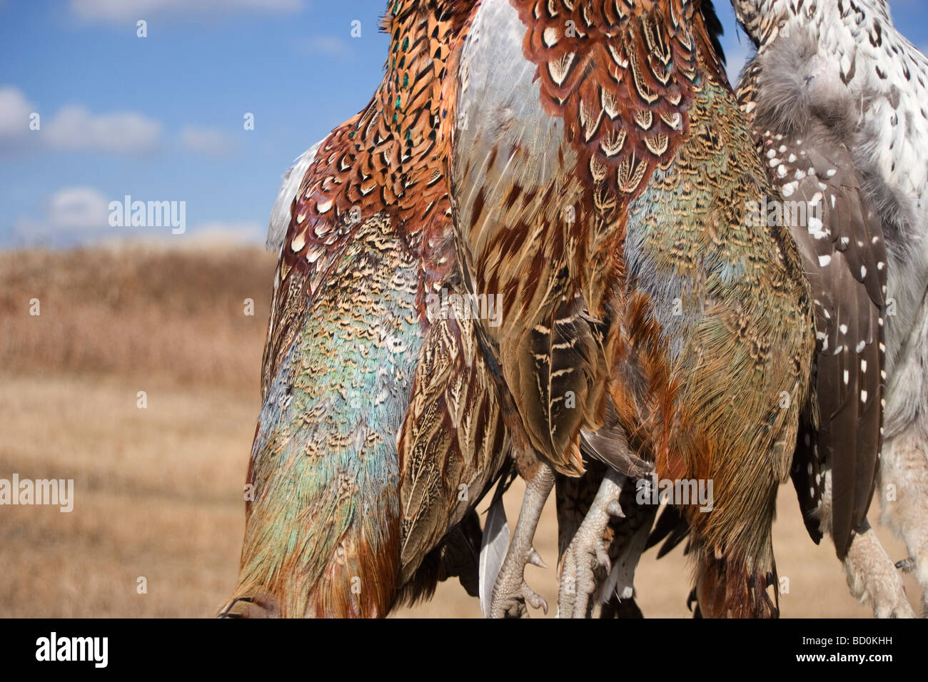Pheasants hang during an upland bird shoot in North Dakota west of Minot. Birds such as pheasant and grouse are hunted. Stock Photo