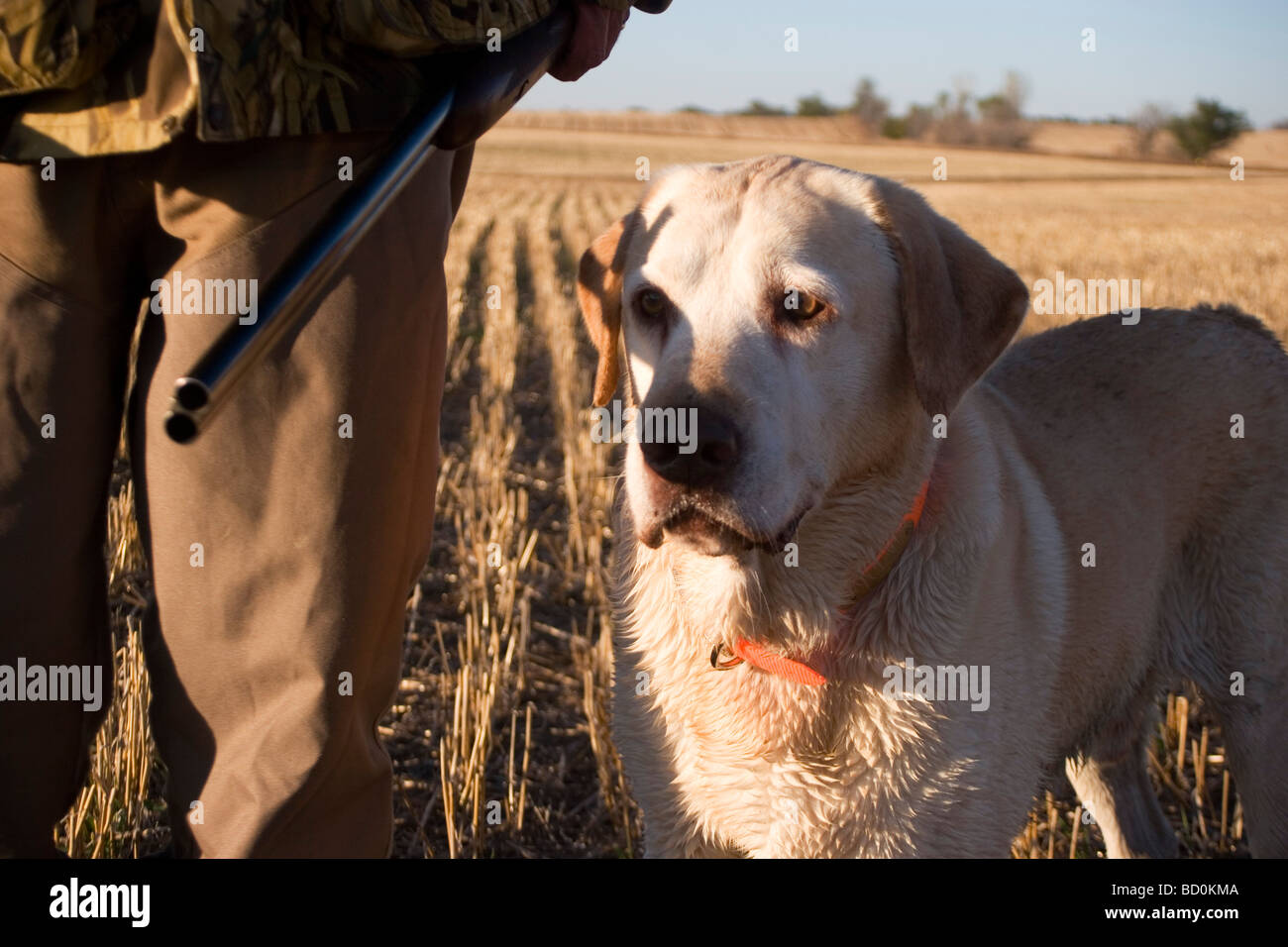 Experienced hunter John Davidson with his retrieving gun dog Chester after hunting in the North Dakotan landscape Stock Photo