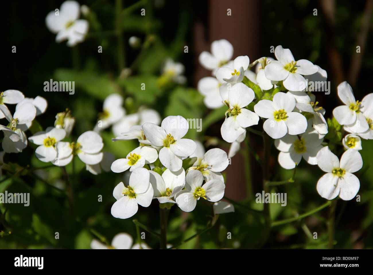 Alpen Gänsekresse Alpine rock cress 02 Stock Photo Alamy